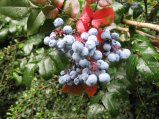 img025.jpeg.small.jpeg